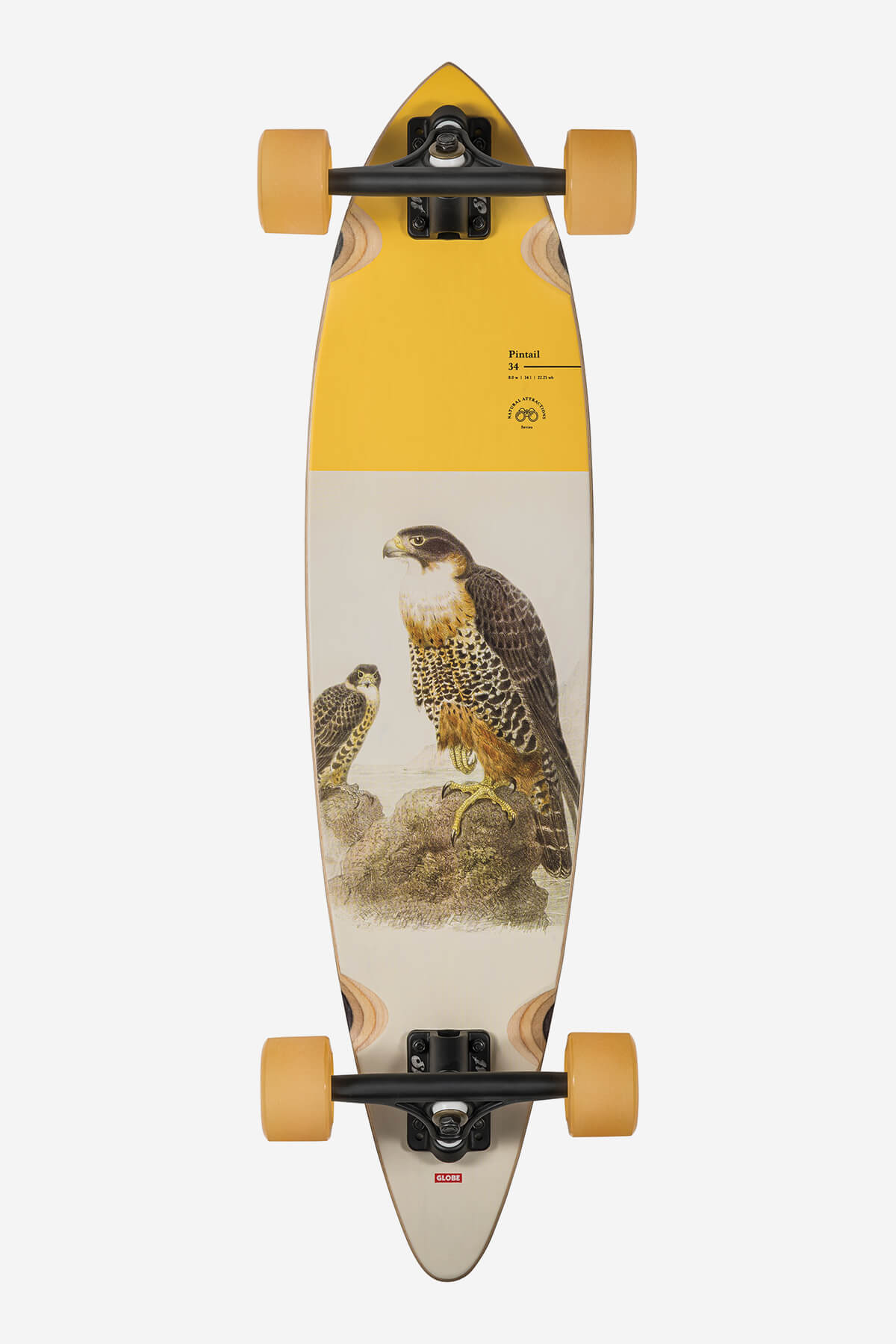 globe-pintail-34-longboard-falcon-resin-7-hard-rock-maple-180mm-slant-trucks-70m image 1